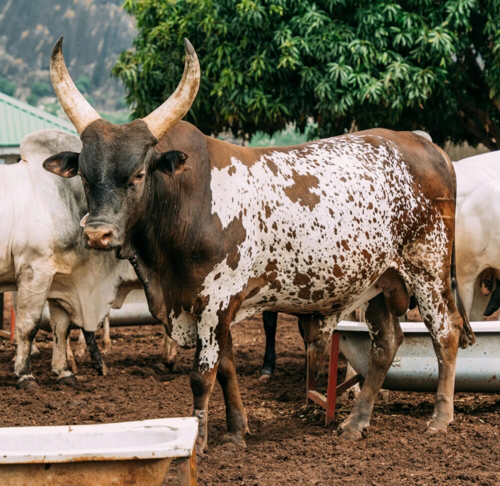 pexels-ameer-umar-325092707-26706139